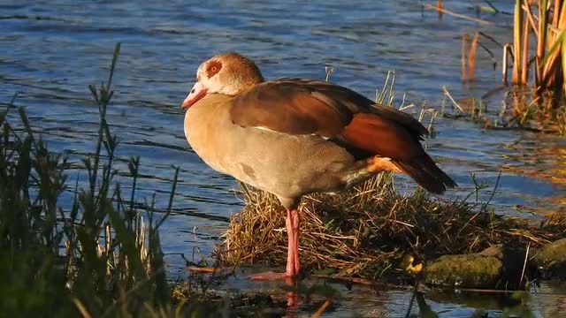 Egyptian Goose Water Bird Wildlife Animal Feathe9