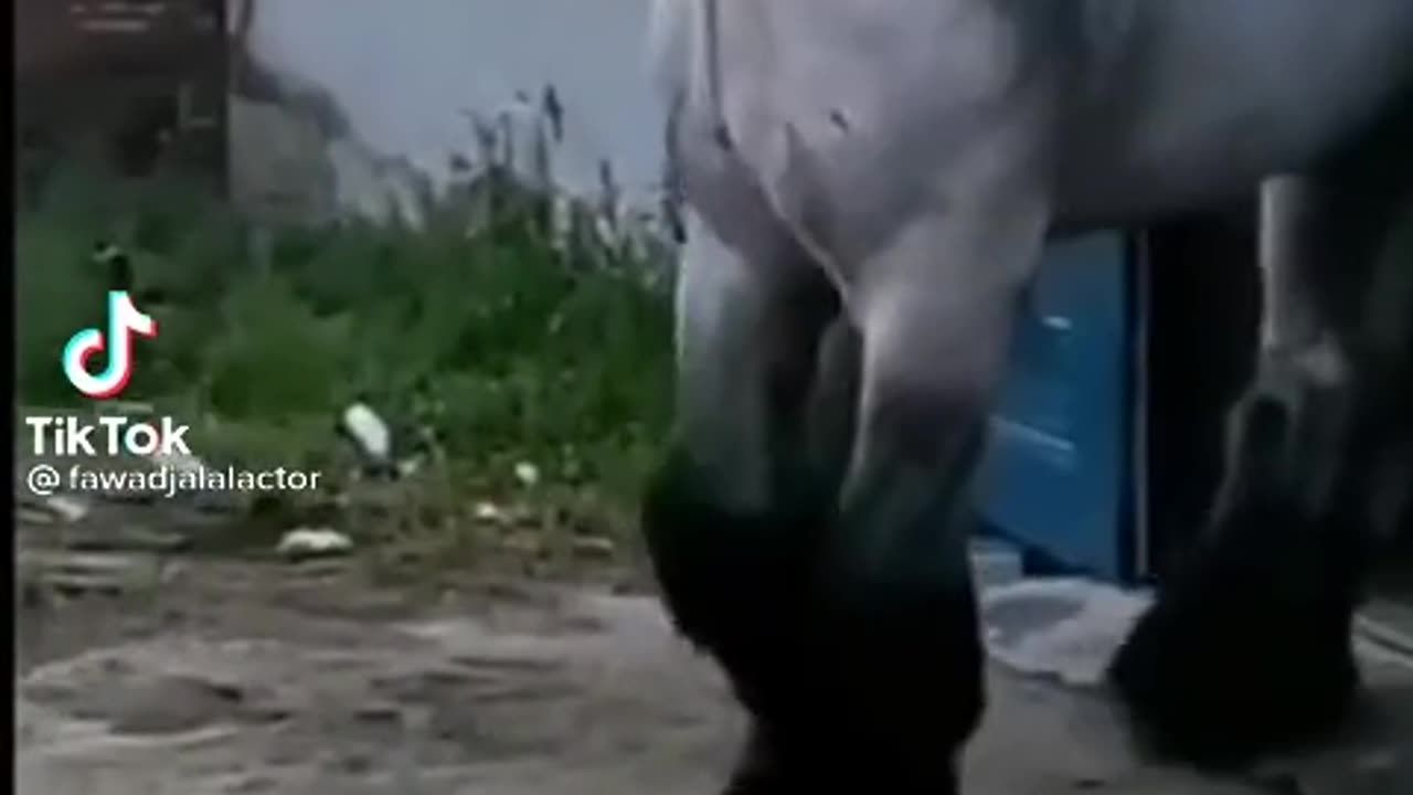 A big horse in world.A giant animal with a beautiful look