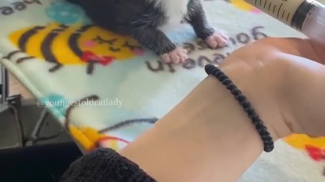 Cats||“Bunny loves her 🥛 milk so much I have to cut her off.