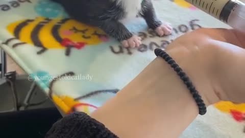 Cats||“Bunny loves her 🥛 milk so much I have to cut her off.