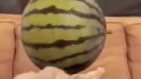 Pets will be pets