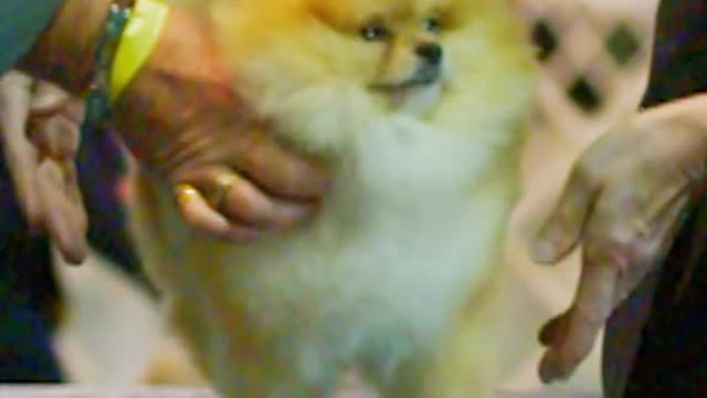 pomeranian