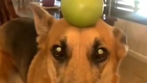 Dog Funny video