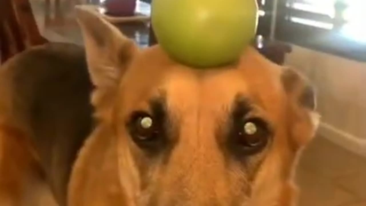 Dog Funny video