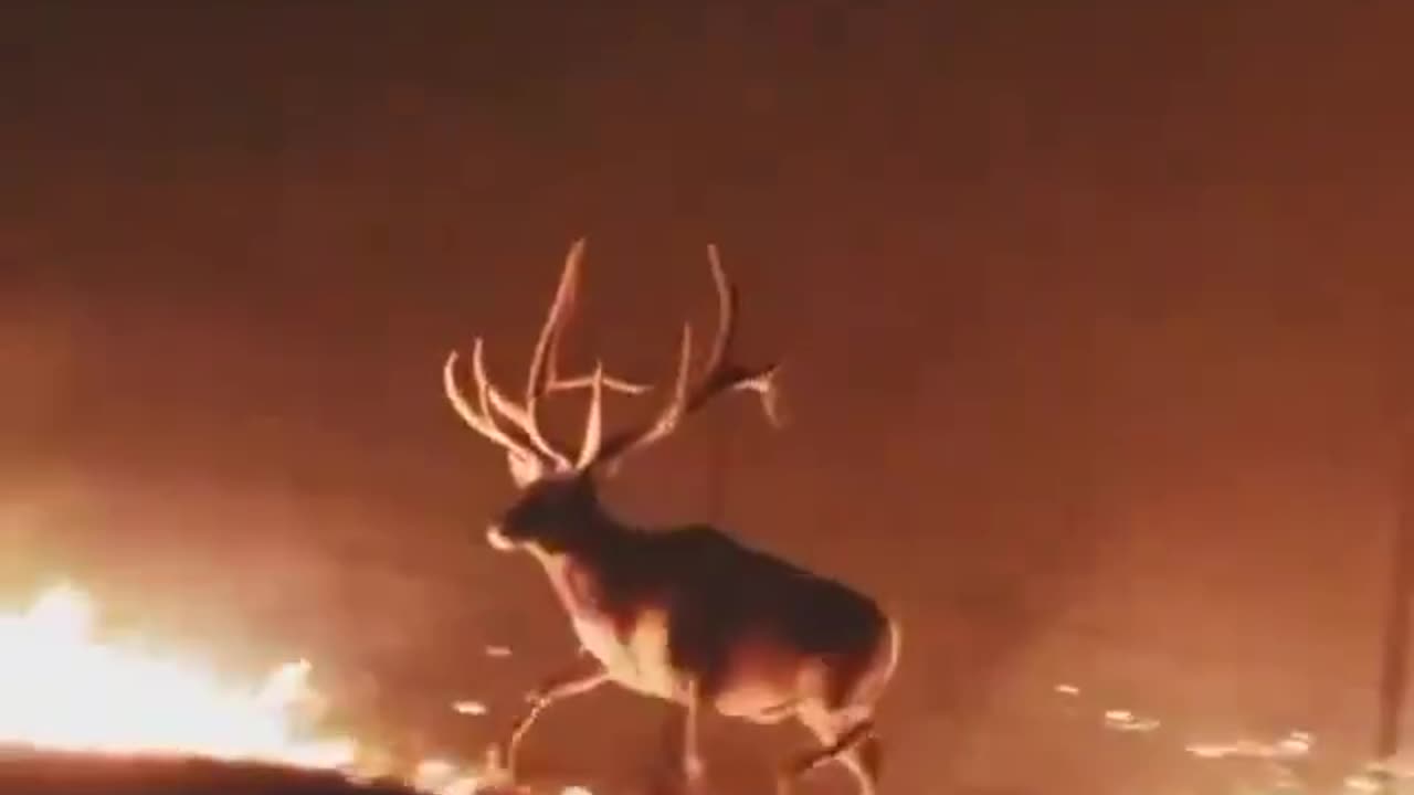 Wildfire In The Bighorn National Forest, Wyoming