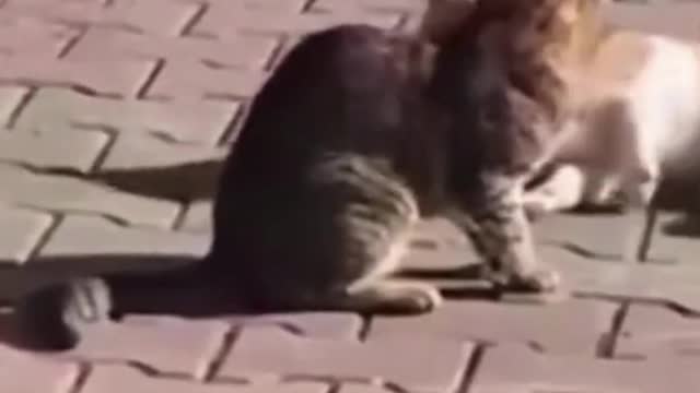 Funniest Animal Videos 2022 😺