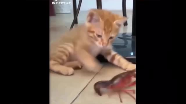 Cat and crayfish