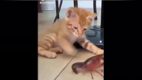 Cat and crayfish