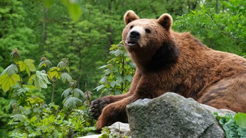 Majestic Bears in the Wild |Beautiful nature video