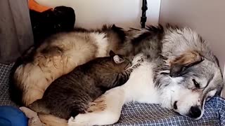 Great Pyrenees Cuddles With Kitty Cat Friend