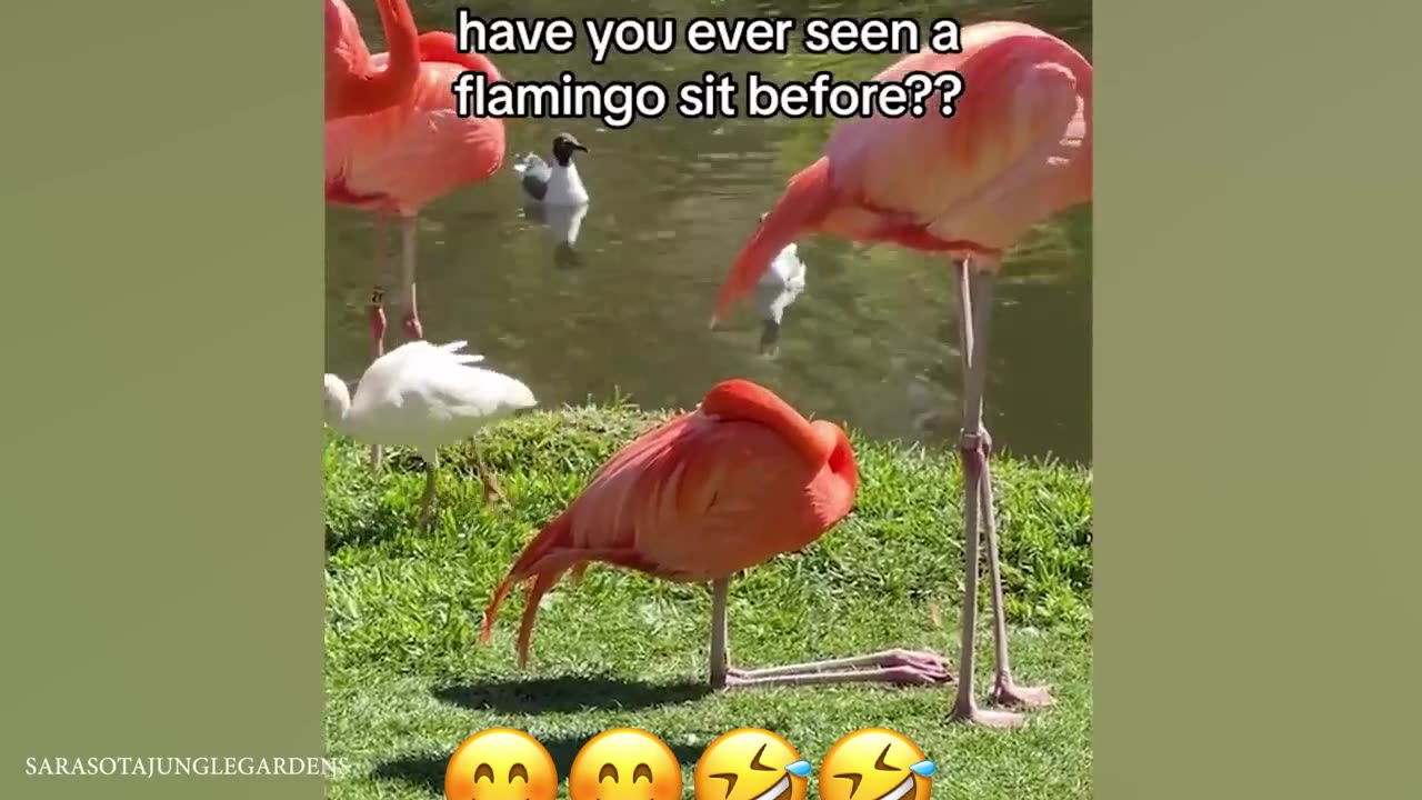 Funny animals videos 😊🤣