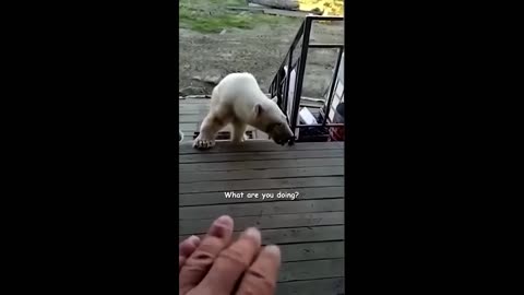 POLAR BEAR ASK FOR HUMAN HELP !!!