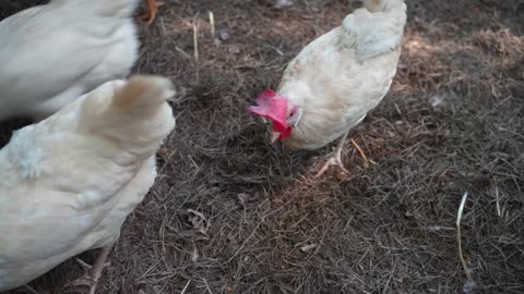 Hens make short work of Big Burrito (beef and bean).