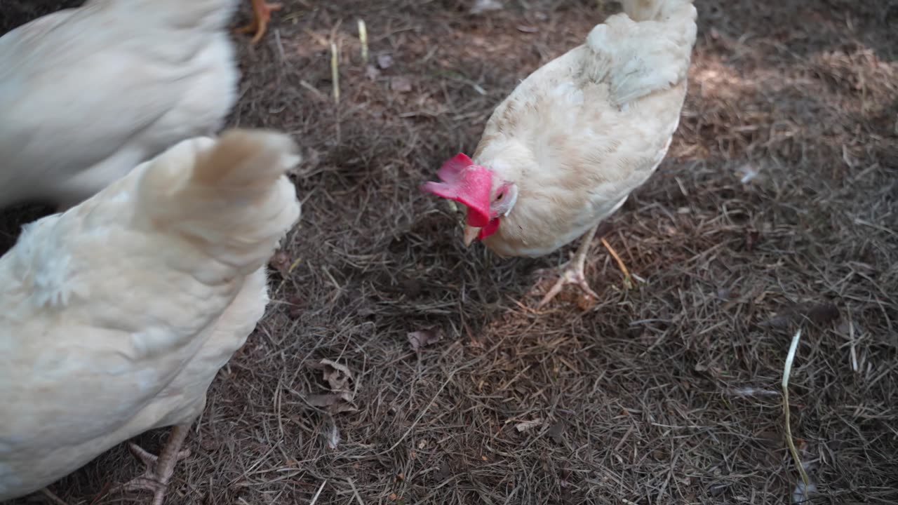 Hens make short work of Big Burrito (beef and bean).