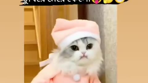 Funny Animals Cat