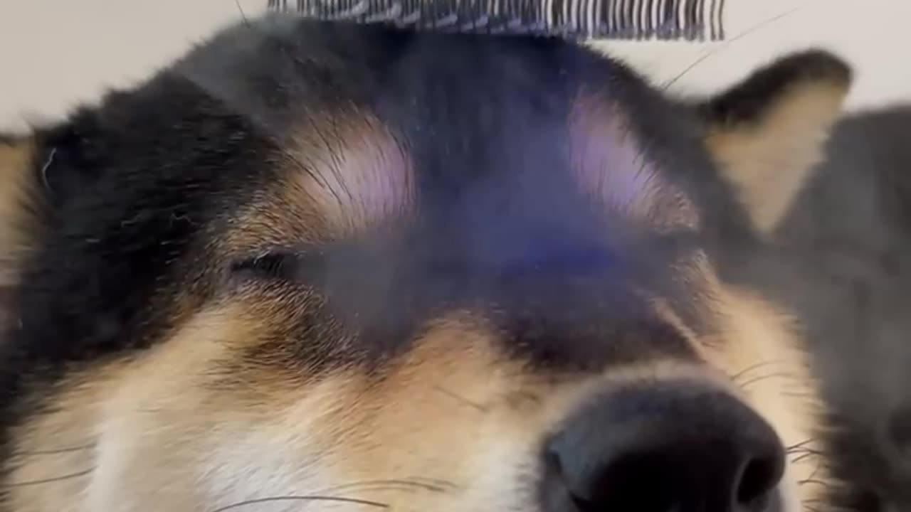 Dog massage