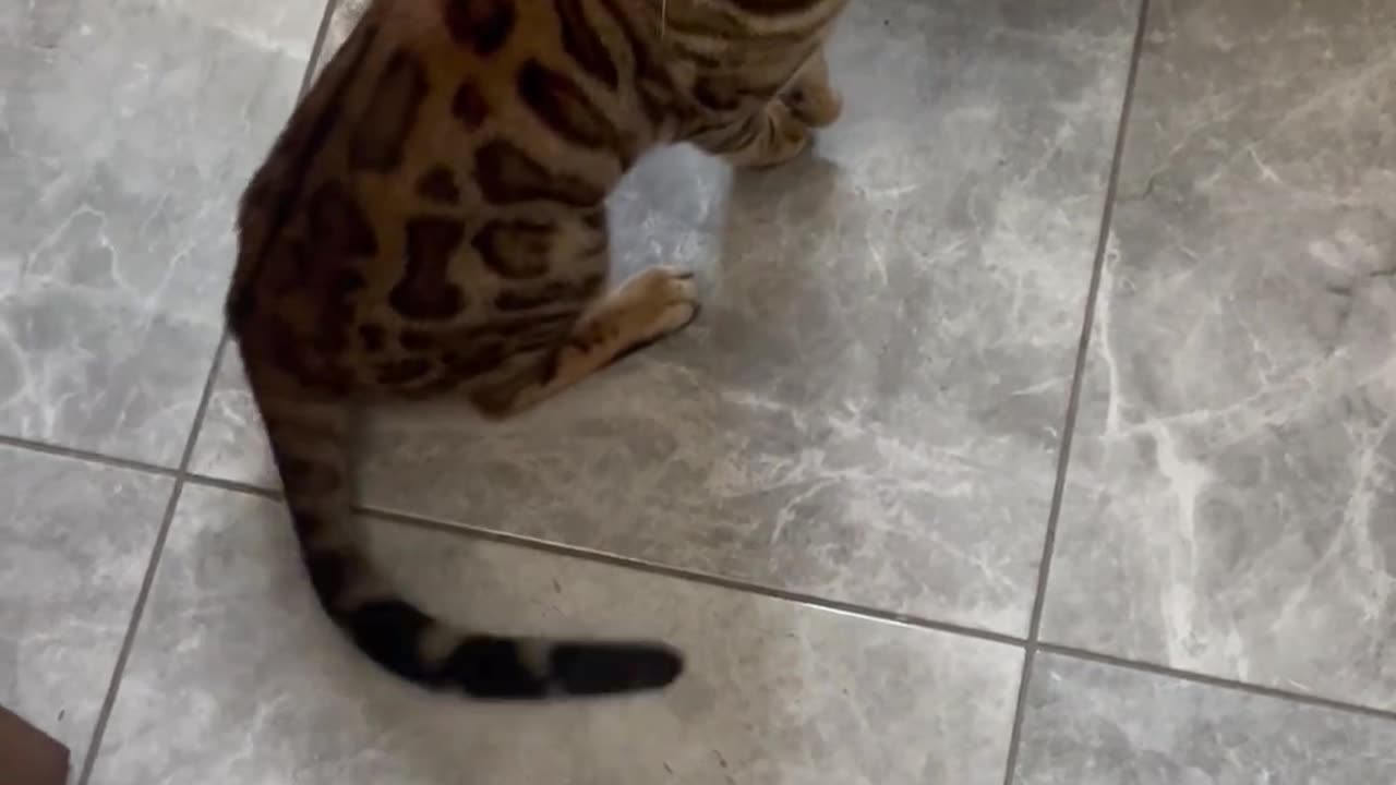 Bengal Cat Trained To Do Classic Dog Tricks