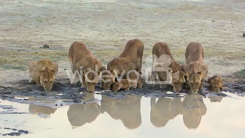 00:19 Magnificent shot of a family of lions drinking at a watering hole on safari at