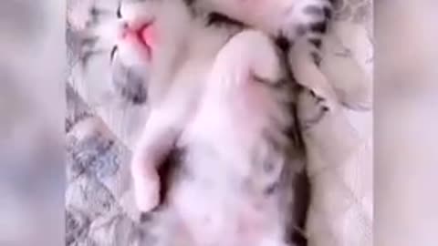 Baby Cats - Cute and Funny Cat Videos Compilation 🐱