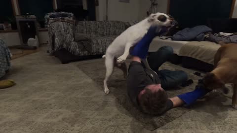 Harvey and Clyde playing with daddy!