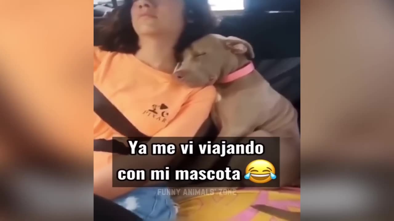 Funniest Animals 2023 😂 Funny Cats and Dogs 🐱🐶 | Funny Animal Videos 2023