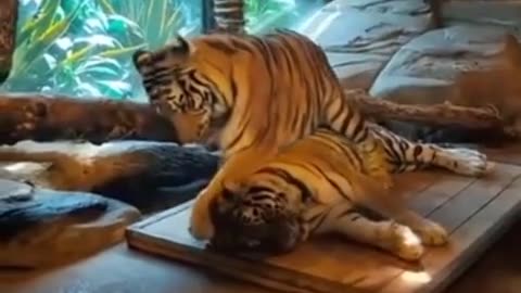 Lion's Snoozy Struggle is Real!
