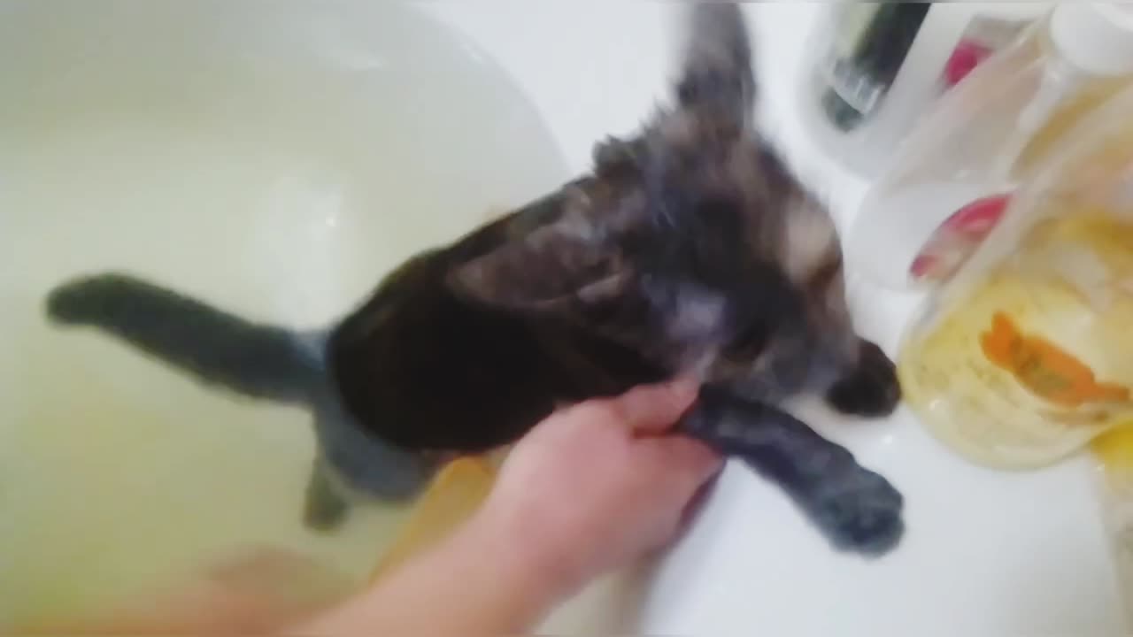 Bathing The Cat