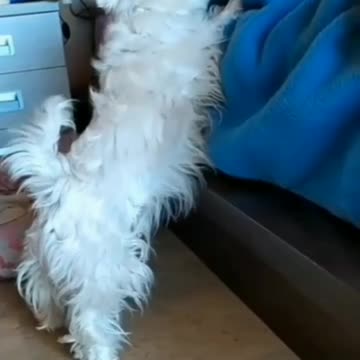 Dog Trying To Pull Cat By Cat Paws - TikTok Cats (Funny Animals #331)