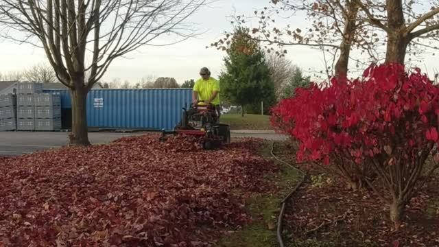 MASSIVE Leaf Clean up Property TRANSFORMATION