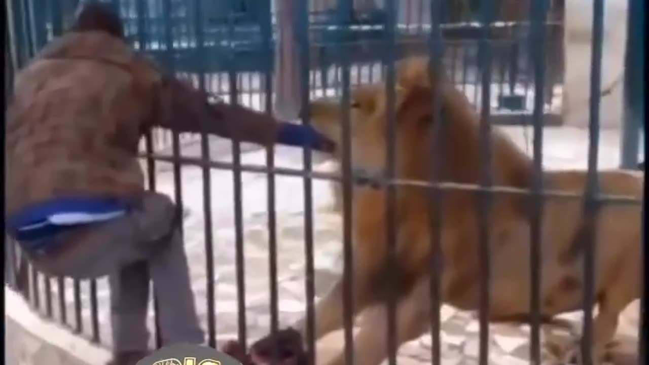 THE LION SHOCKED THIS MAN