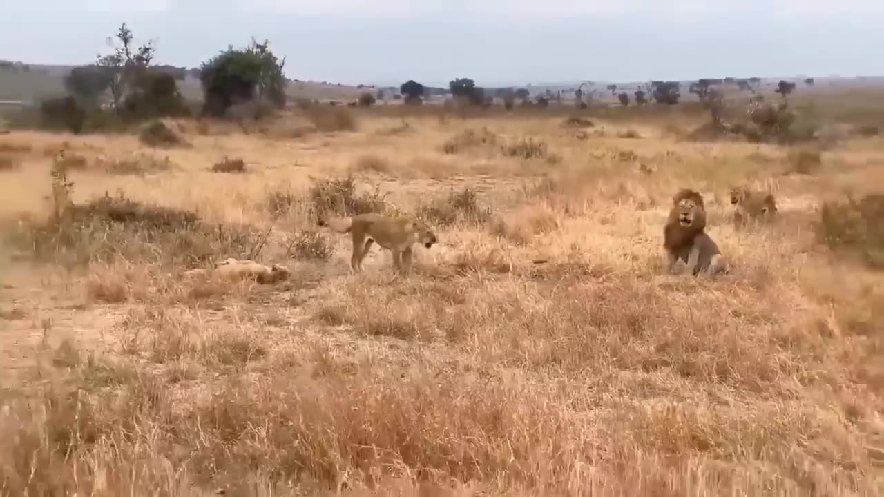 Big Mistake Leopard When Risking Her Life To Kidnap Lion Cub- The Lion Mother's Brutal Vengeance