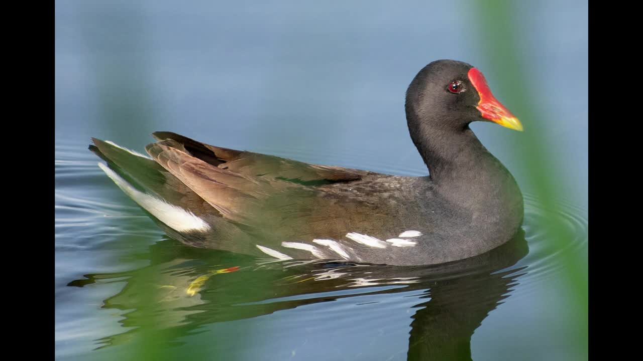 Portuguese birds and their songs