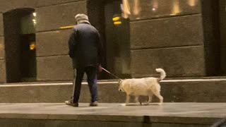 Dog Hops In Every Archway