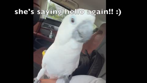 White umbrella cockatoo saying hello to me!!!!!