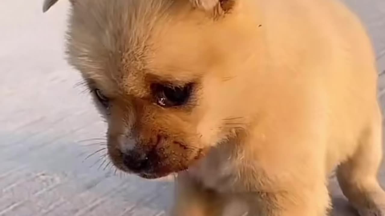 😄Puppy and duckling playing.