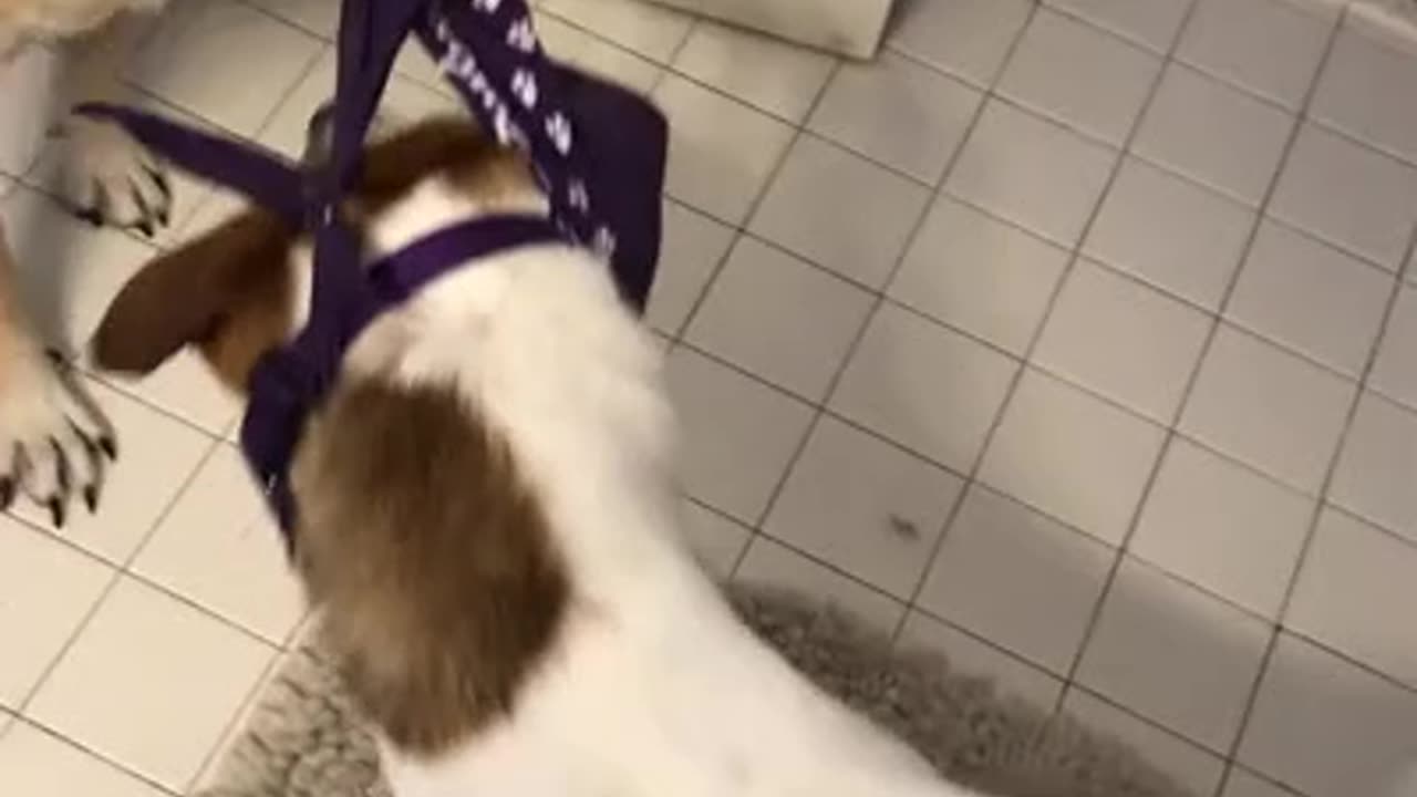 Dog Takes Charge