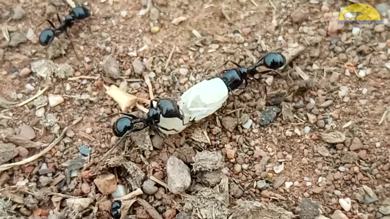 Ant Tries To Lift a Rock 10 Times Heavier Than its Weight