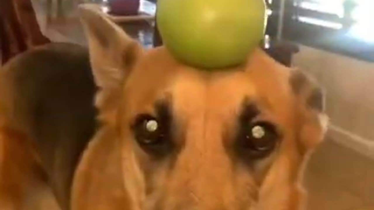 Funny cats new short video