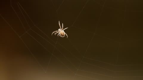 Little spider creating a web