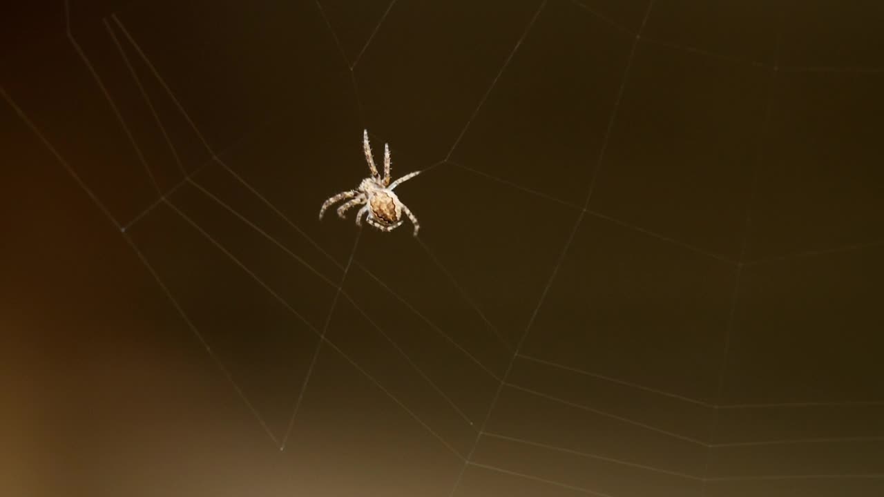 Little spider creating a web