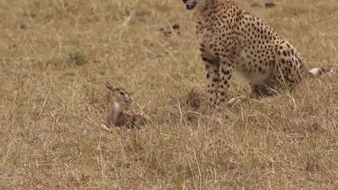 [!!Shaky Video!!] Cheetah playing with baby gazelle before eating it-10