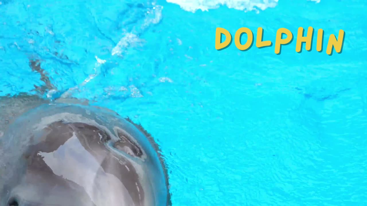 Dolphins Play in Crystal Clear Waters – Nature's Happiest Creatures!