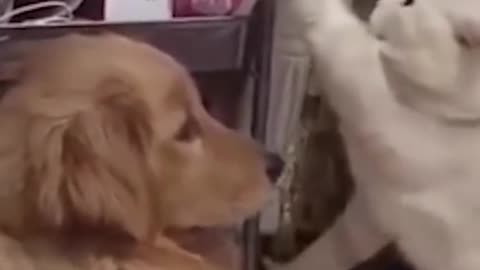 Dog Vs Cat very funny video 🤣🤣🤣