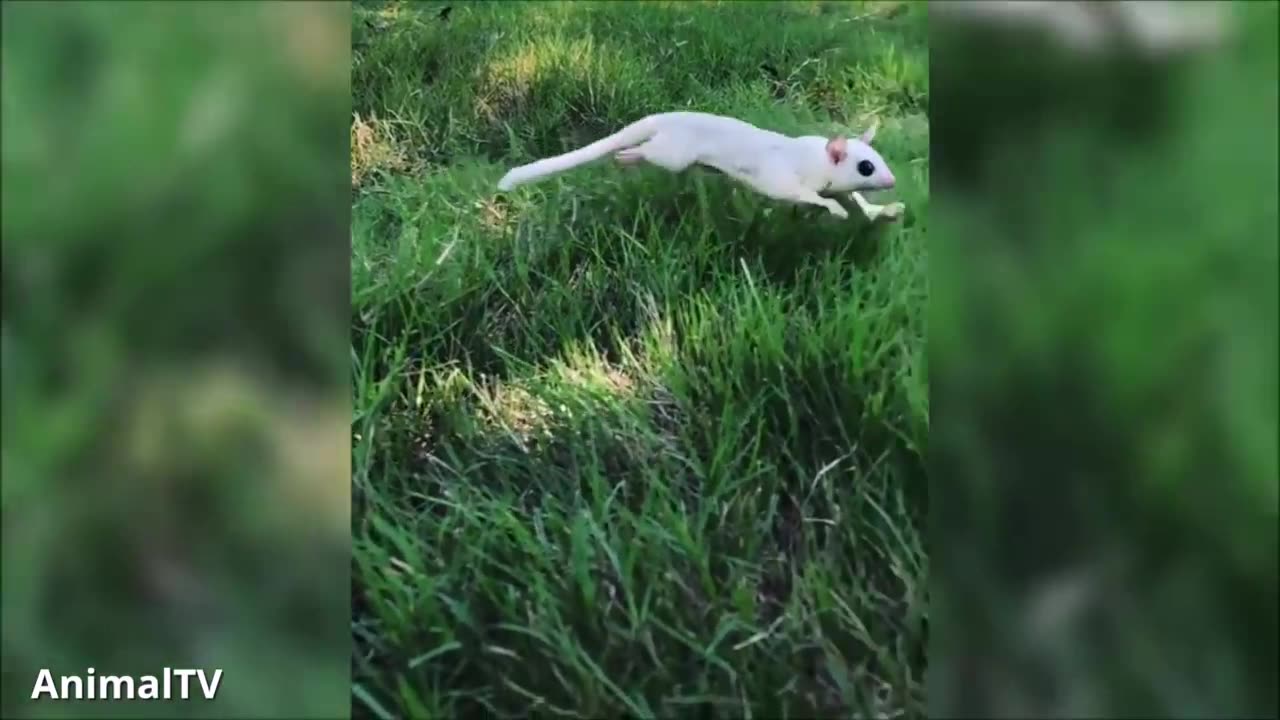 SUGAR GLIDERS Flying - Funny & Cute Compilation