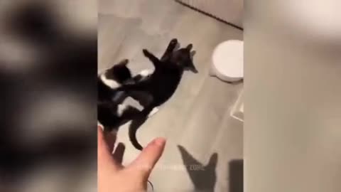 Funniest Animals 2023 😂 Funny Cats and Dogs 🐱🐶 | Funny Animal Videos 2023