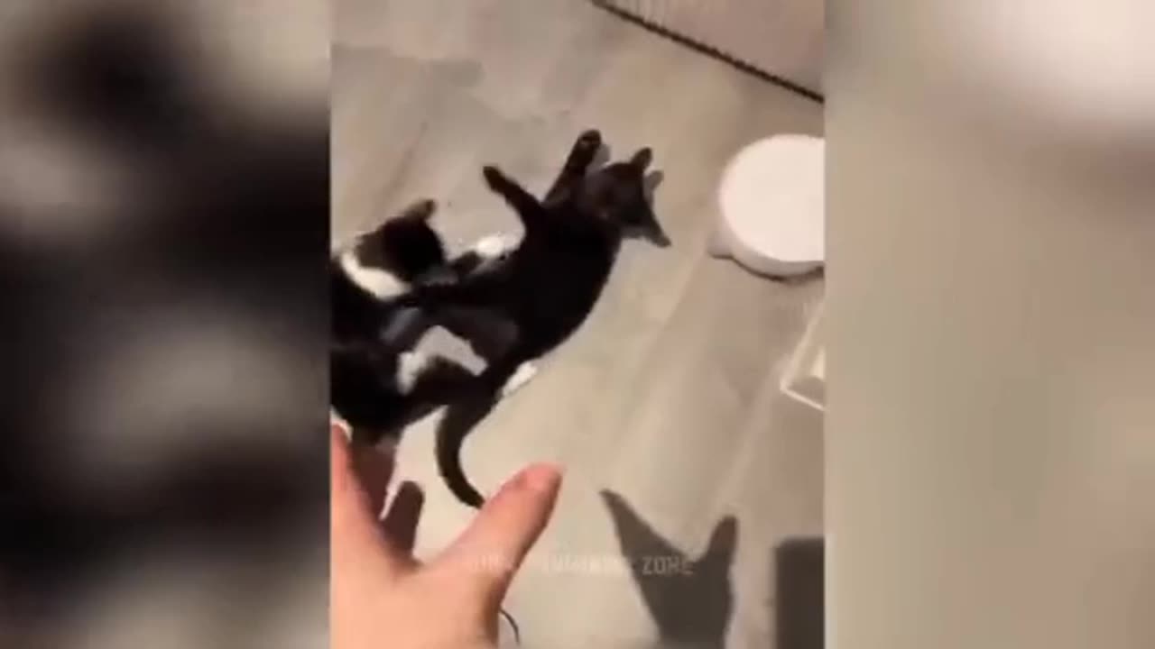 Funniest Animals 2023 😂 Funny Cats and Dogs 🐱🐶 | Funny Animal Videos 2023