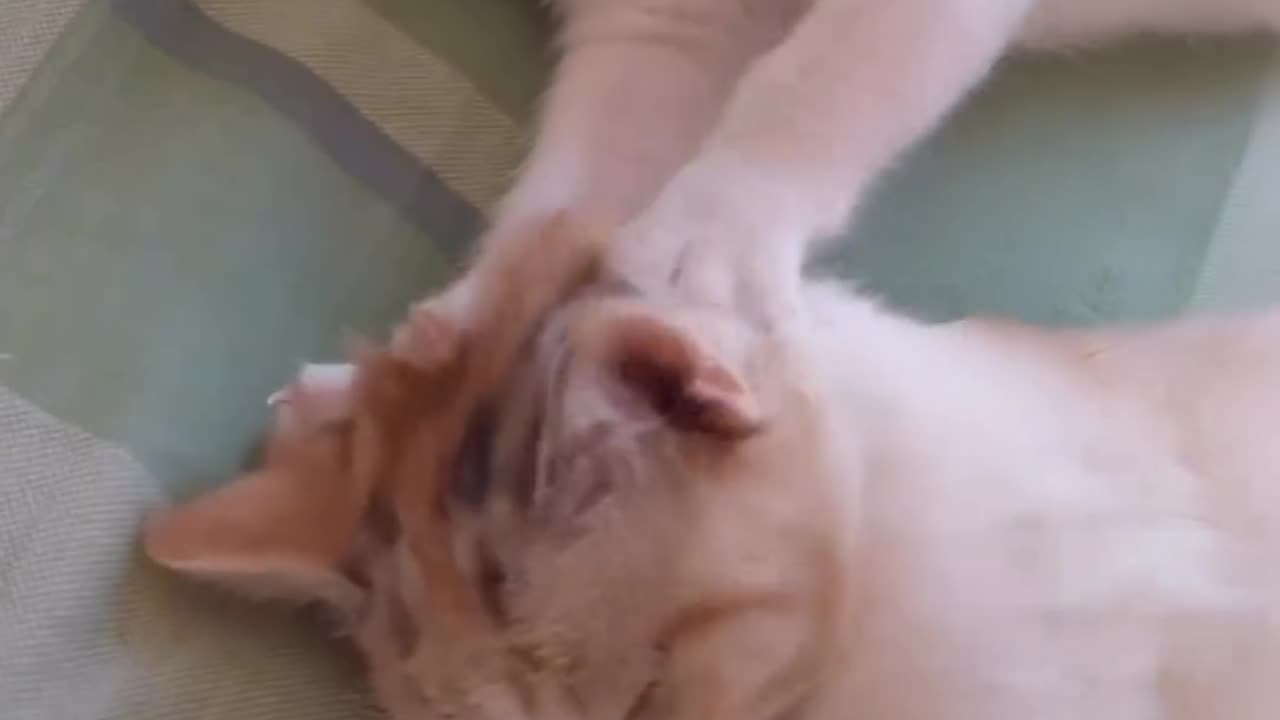 How a cat is pressing her husband's head.😲😲
