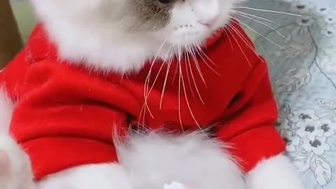 Funny_Cute_Cat_short_video