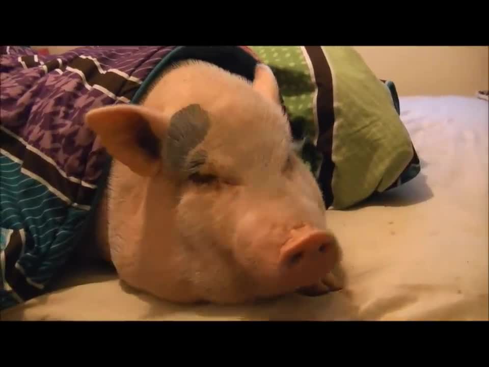 Uma visão fascinante dos bastidores da alimentação de elefantes