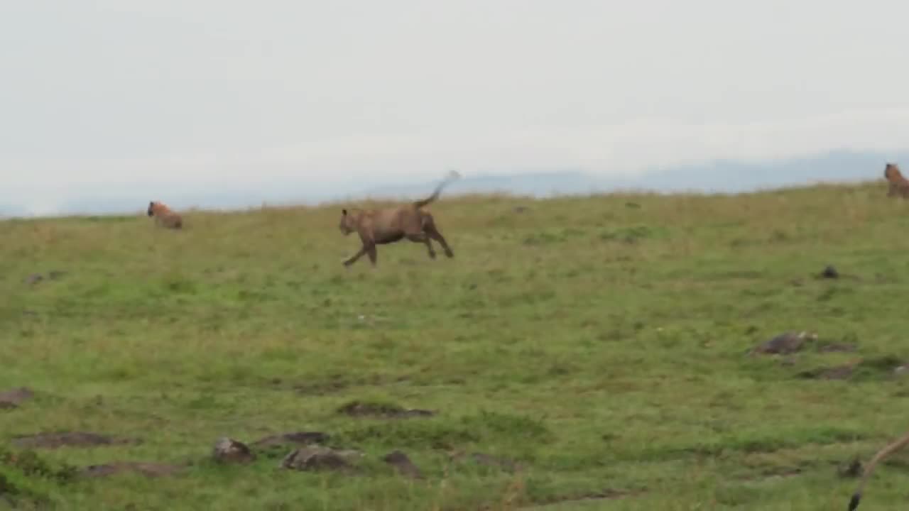 Hyena Lion Conflict 1-13